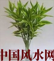 泰安十二生肖养什么植物最旺财运？你知道吗！